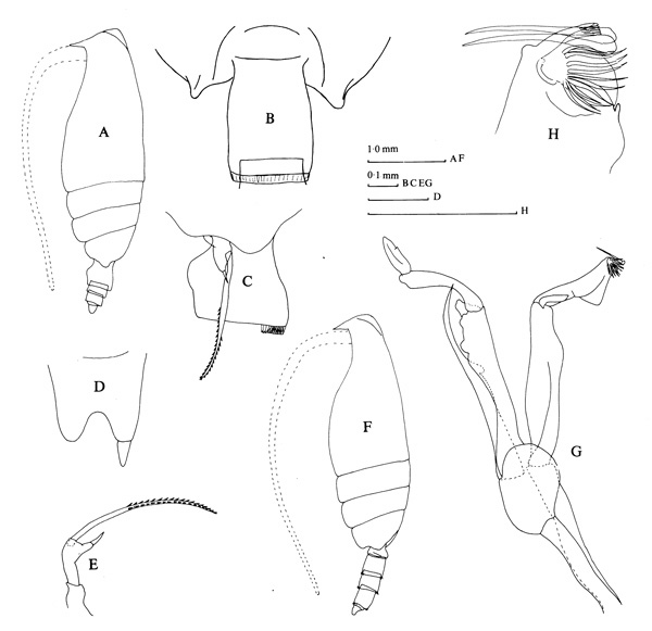 Species Scottocalanus terranovae - Plate 2 of morphological figures