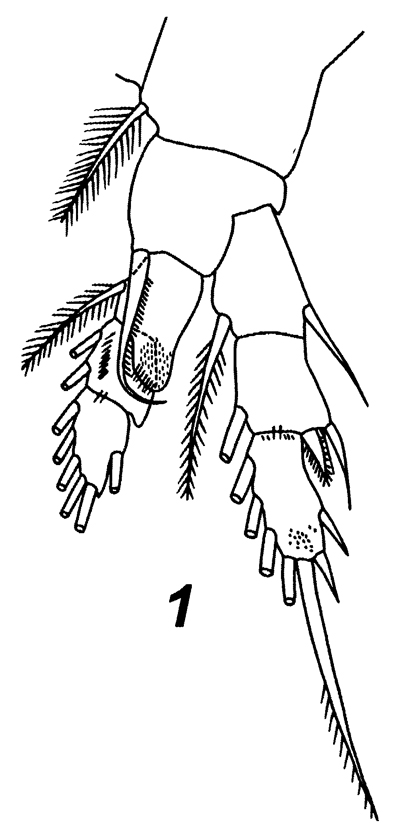 Espèce Ridgewayia fosshageni - Planche 9 de figures morphologiques