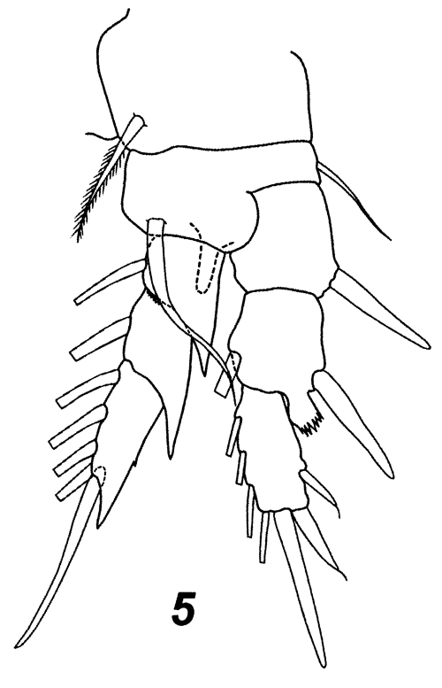 Species Boholina crassicephala - Plate 4 of morphological figures