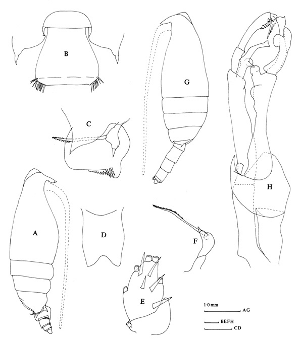 Species Scottocalanus securifrons - Plate 2 of morphological figures