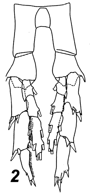Species Neocalanus tonsus - Plate 18 of morphological figures