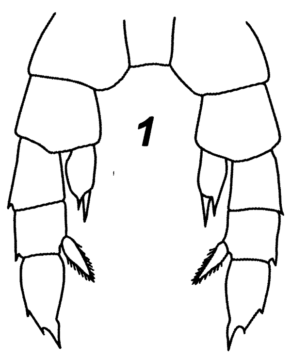 Espèce Zenkevitchiella tridentae - Planche 3 de figures morphologiques