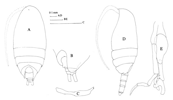 Species Scolecithrix bradyi - Plate 2 of morphological figures