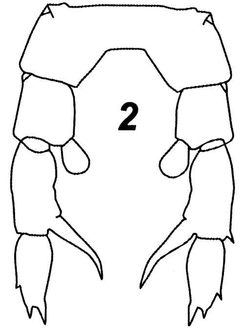 Espèce Zenkevitchiella atlantica - Planche 4 de figures morphologiques