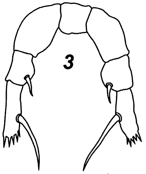 Espce Fosshagenia ferrarii - Planche 4 de figures morphologiques
