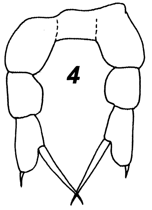 Espèce Fosshagenia suarezi - Planche 7 de figures morphologiques