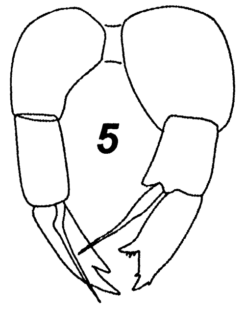 Espce Temoropia mayumbaensis - Planche 9 de figures morphologiques