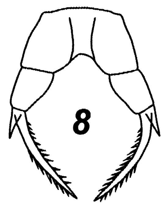 Espce Mesaiokeras heptneri - Planche 2 de figures morphologiques