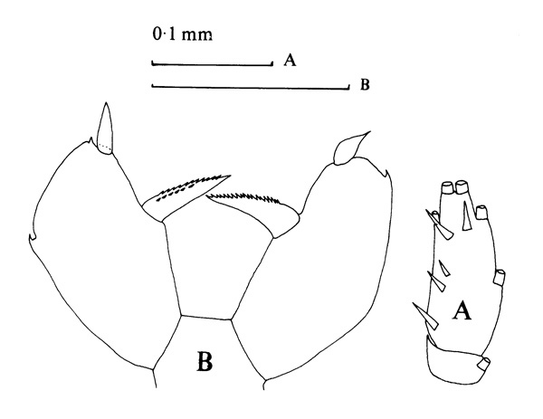 Espèce Scolecithricella profunda - Planche 2 de figures morphologiques