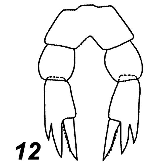 Espce Tharybis tumidula - Planche 2 de figures morphologiques