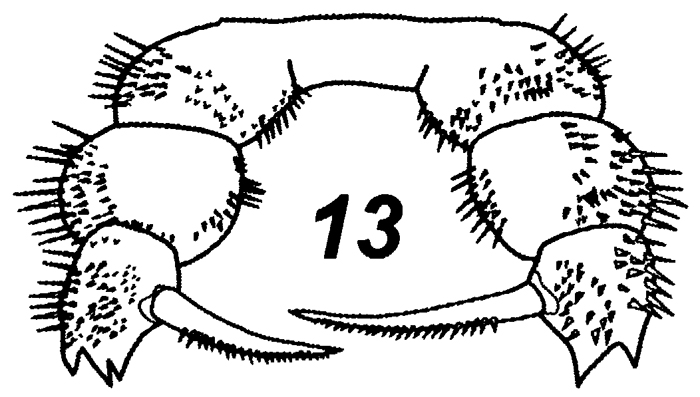 Espèce Scolecitrichopsis elenae - Planche 8 de figures morphologiques