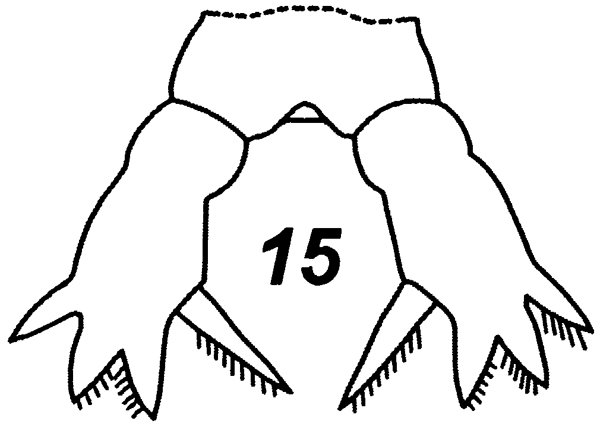 Espce Parundinella emarginata - Planche 5 de figures morphologiques