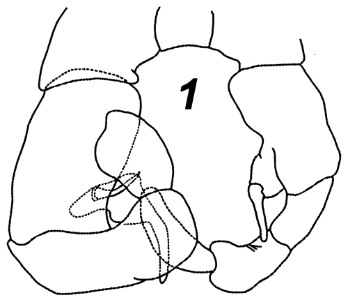 Espce Fosshagenia ferrarii - Planche 5 de figures morphologiques