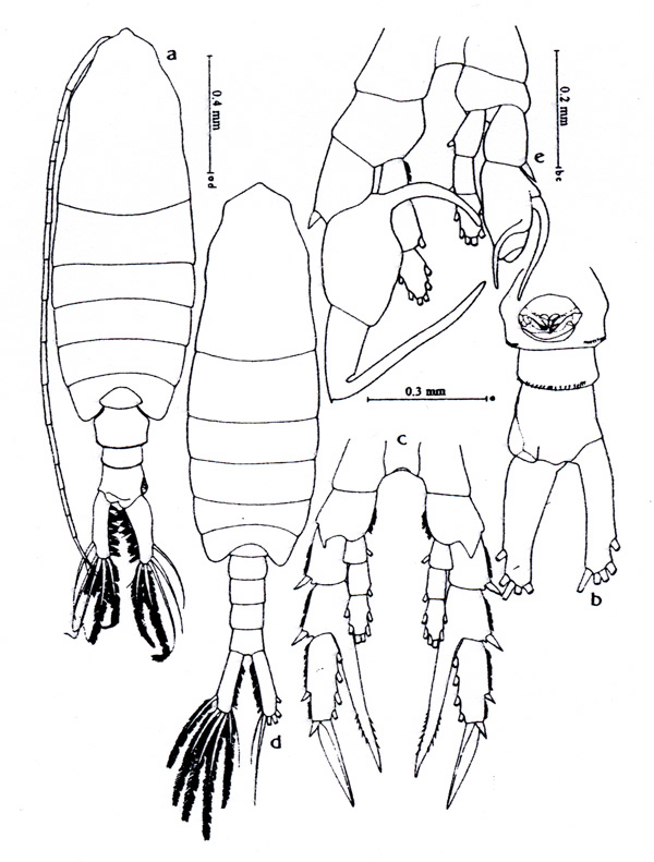 Espce Centropages calaninus - Planche 1 de figures morphologiques