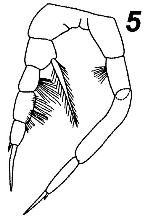 Espèce Temorites spinifera - Planche 7 de figures morphologiques