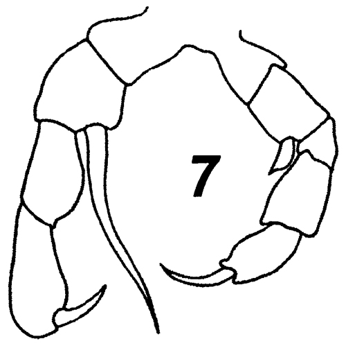 Espèce Monacilla typica - Planche 20 de figures morphologiques
