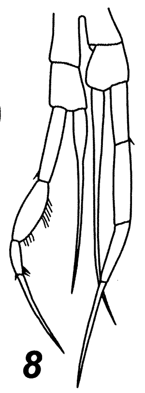Espèce Spinocalanus validus - Planche 6 de figures morphologiques