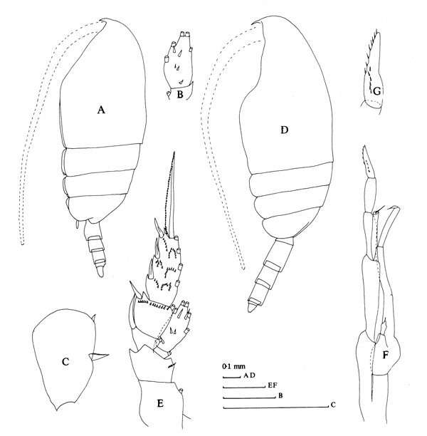 Espce Scolecithricella dentata - Planche 3 de figures morphologiques