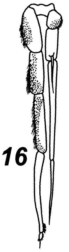 Espèce Neoscolecithrix farrani - Planche 7 de figures morphologiques