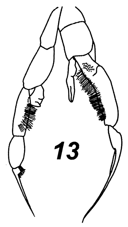 Espce Jaschnovia brevis - Planche 6 de figures morphologiques