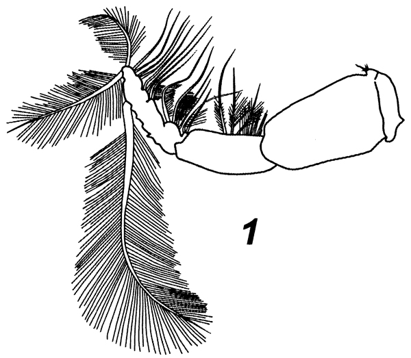 Espèce Neocalanus gracilis - Planche 46 de figures morphologiques