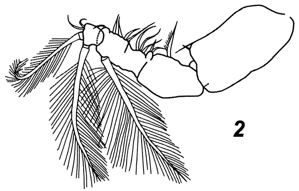 Espèce Mecynocera clausi - Planche 21 de figures morphologiques
