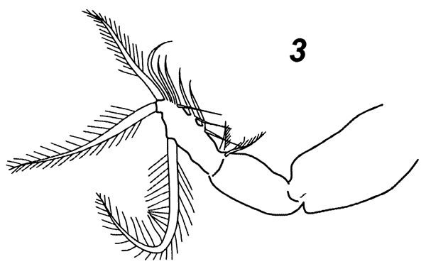 Espèce Paracalanus indicus - Planche 38 de figures morphologiques