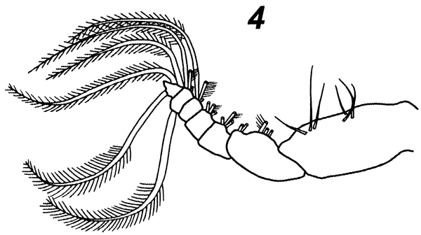 Espce Subeucalanus longiceps - Planche 10 de figures morphologiques