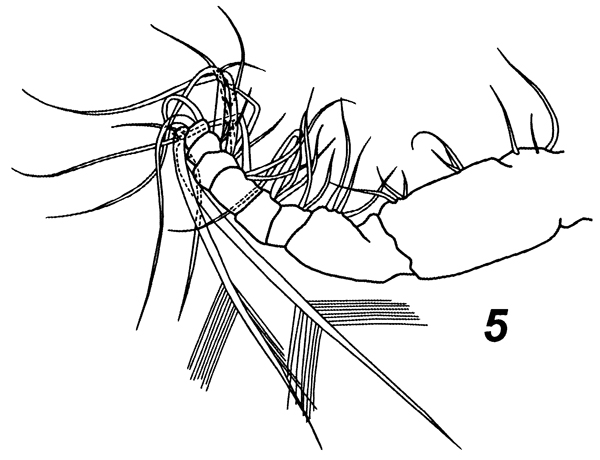 Espèce Subeucalanus flemingeri - Planche 6 de figures morphologiques