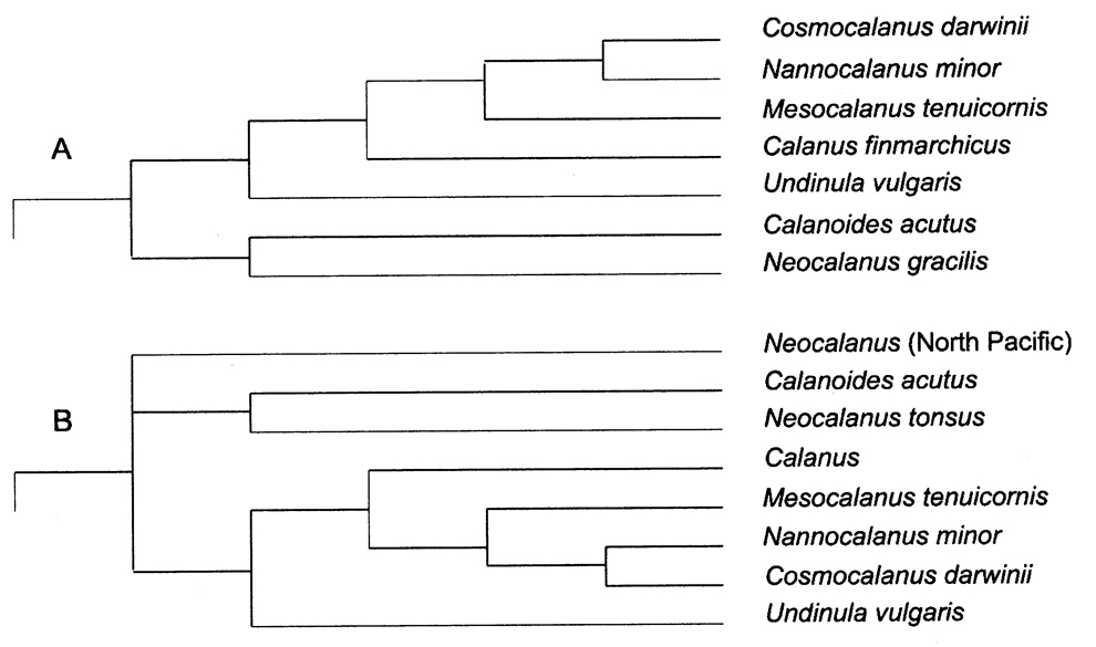 Family Calanidae - Plate 8
