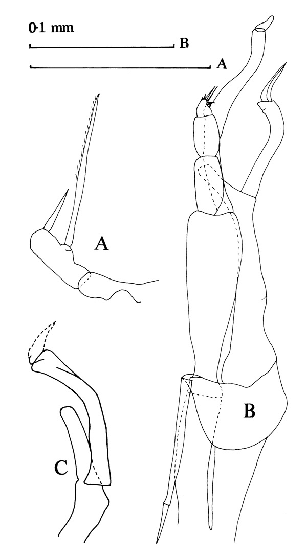 Espèce Scaphocalanus longifurca - Planche 1 de figures morphologiques