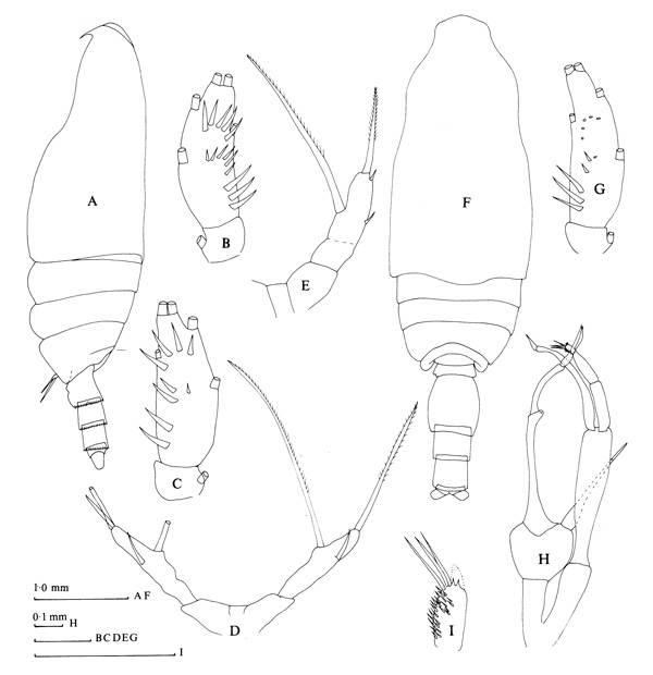 Species Scaphocalanus affinis - Plate 2 of morphological figures