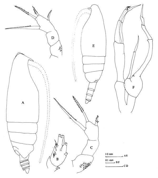 Espèce Lophothrix frontalis - Planche 1 de figures morphologiques