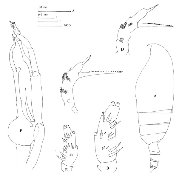 Species Amallothrix gracilis - Plate 2 of morphological figures