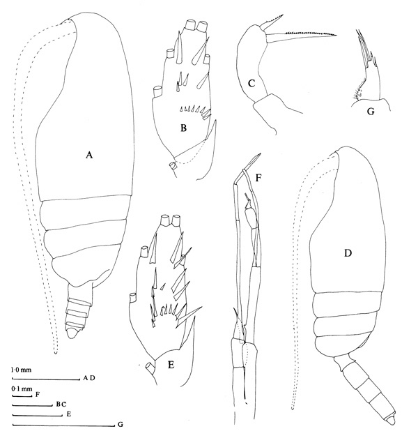 Espce Pseudoamallothrix emarginata - Planche 2 de figures morphologiques