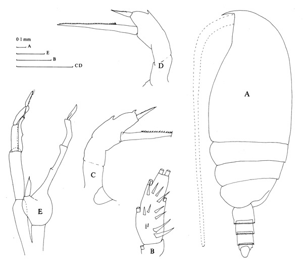 Espce Amallothrix arcuata - Planche 1 de figures morphologiques