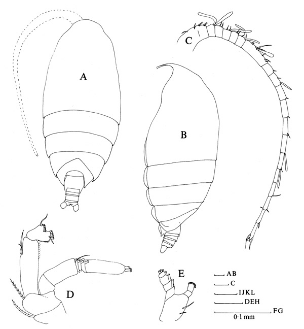 Espèce Scolecithrix danae - Planche 1 de figures morphologiques