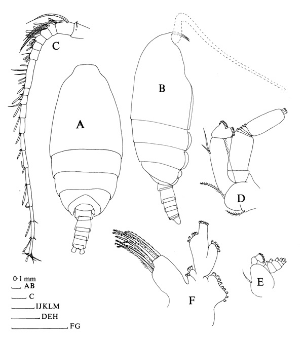 Espèce Scolecithrix danae - Planche 3 de figures morphologiques