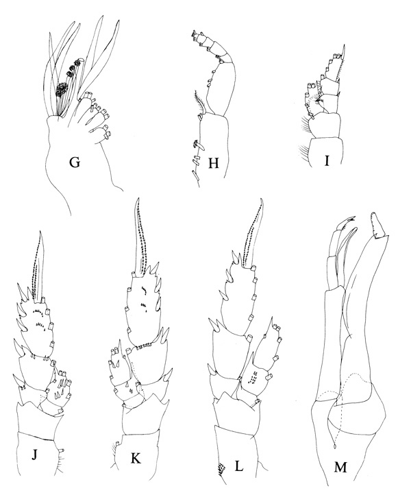 Espèce Scolecithrix danae - Planche 4 de figures morphologiques