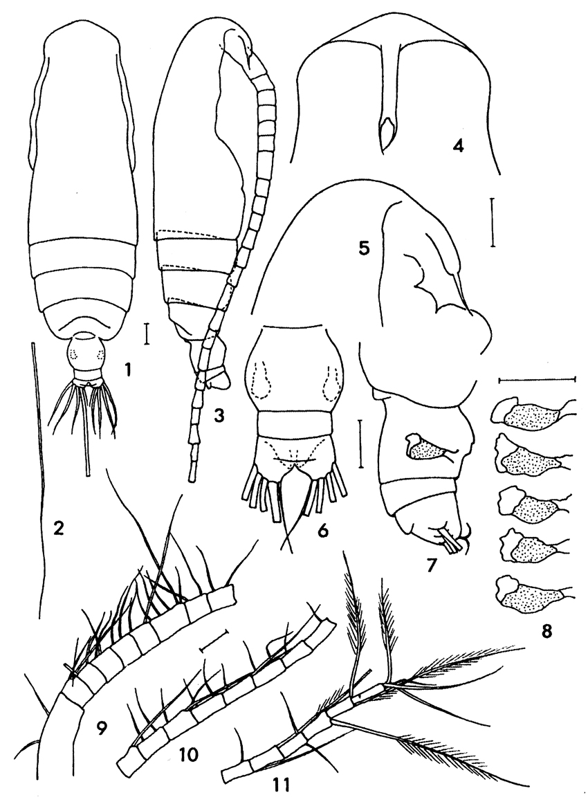 Espèce Subeucalanus flemingeri - Planche 1 de figures morphologiques