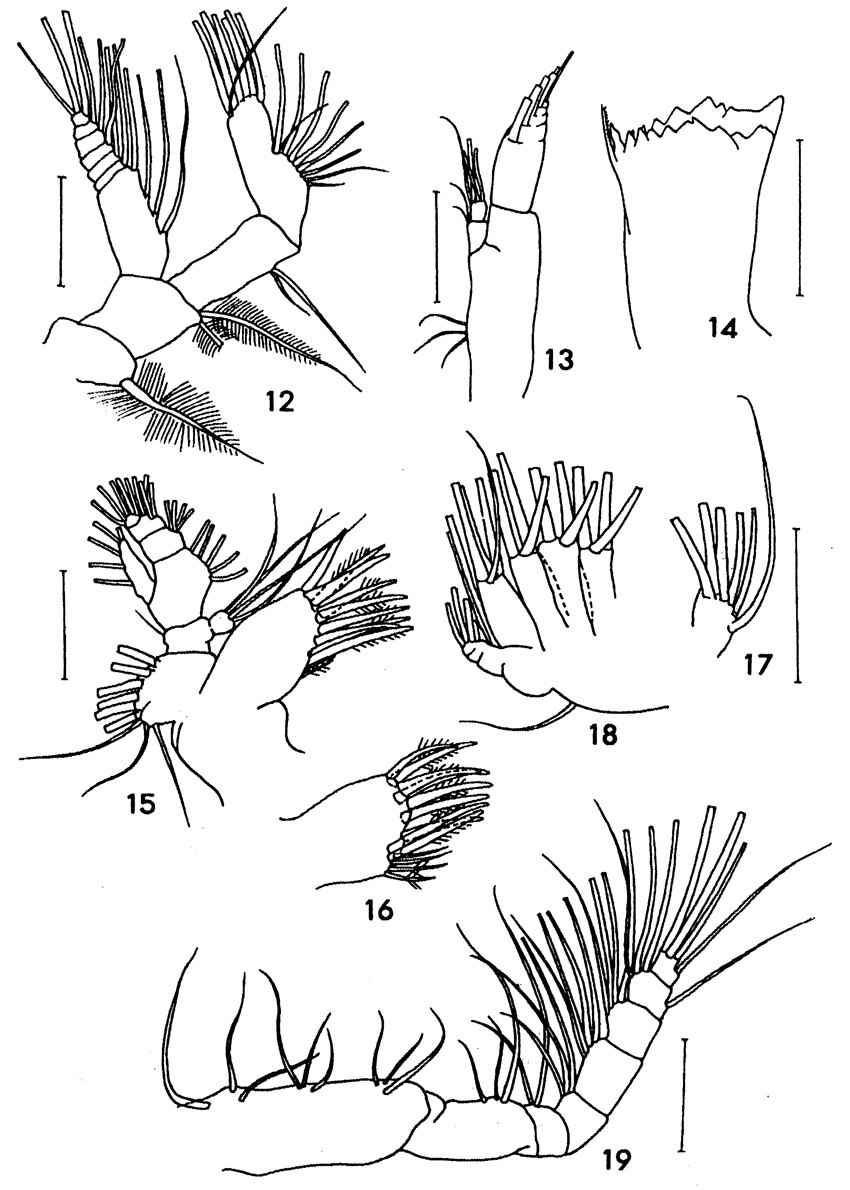 Espèce Subeucalanus flemingeri - Planche 2 de figures morphologiques
