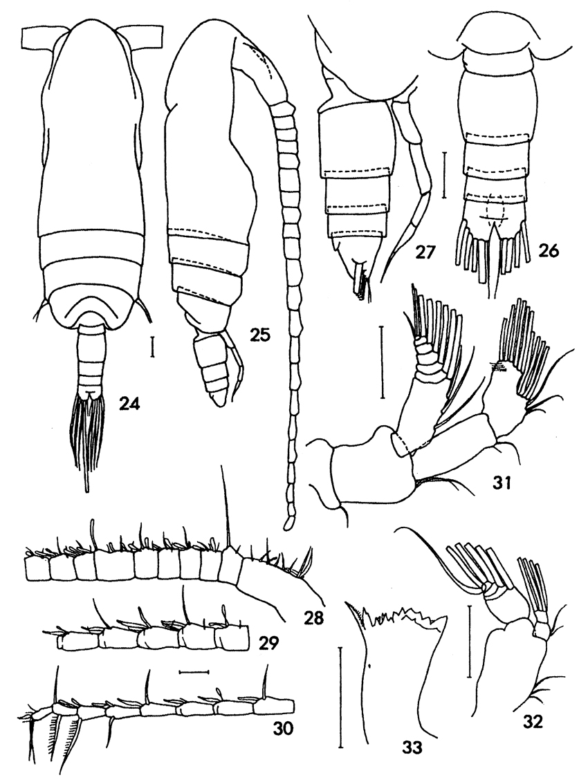 Species Subeucalanus flemingeri - Plate 4 of morphological figures