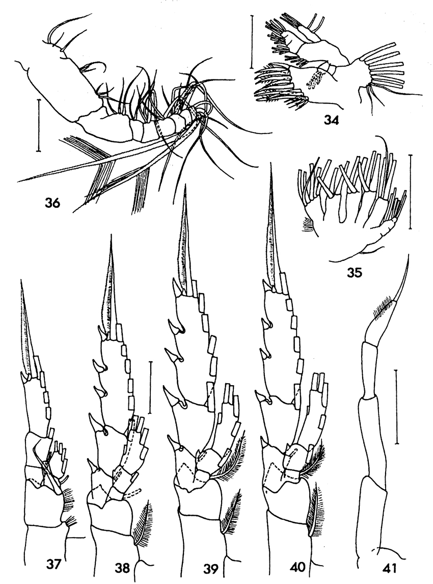 Espèce Subeucalanus flemingeri - Planche 5 de figures morphologiques