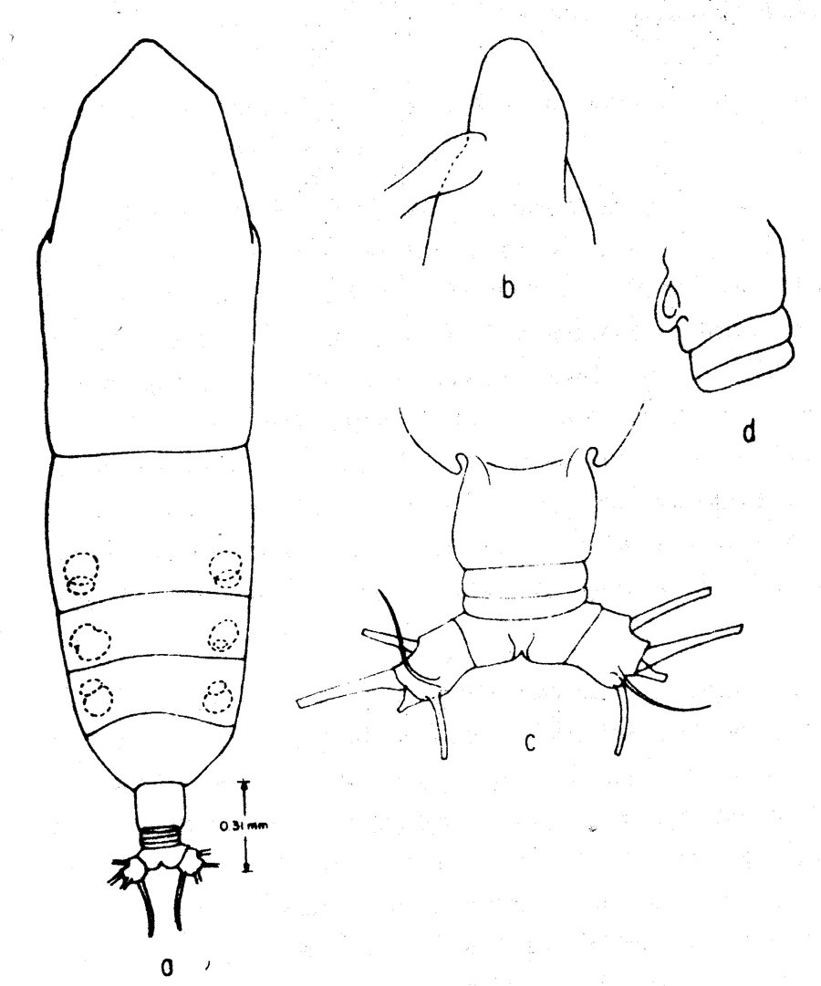 Espèce Euaugaptilus fosaii - Planche 1 de figures morphologiques