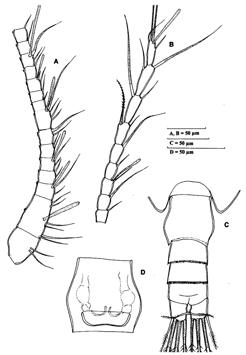 Species Stephos grievae - Plate 2 of morphological figures