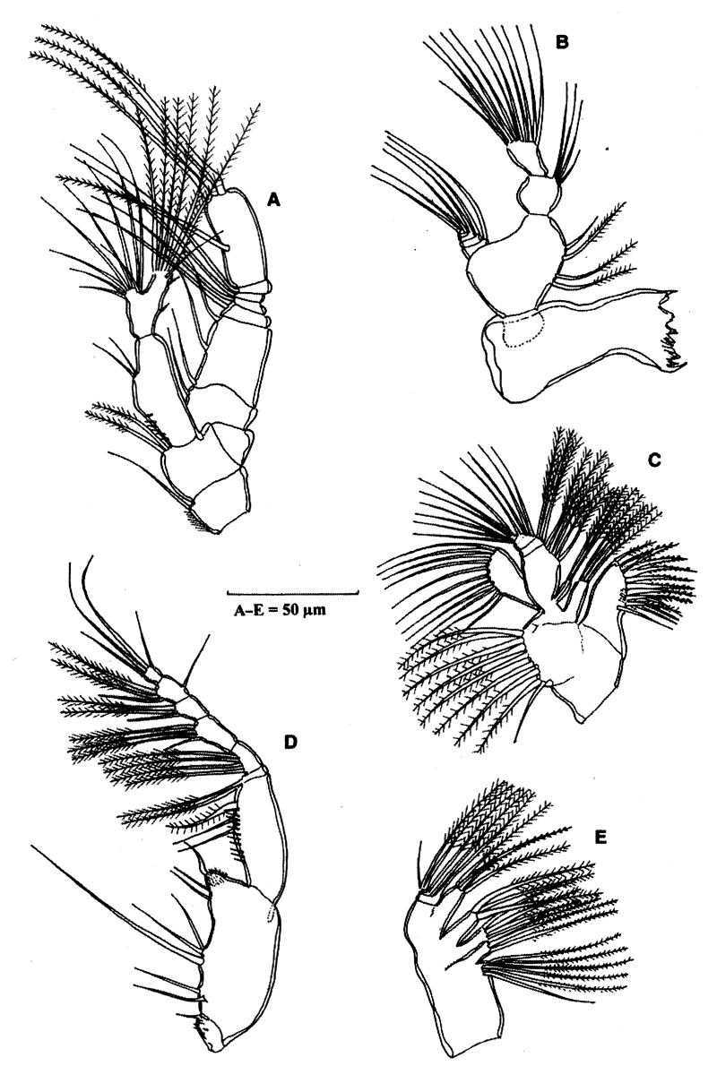 Species Stephos grievae - Plate 3 of morphological figures
