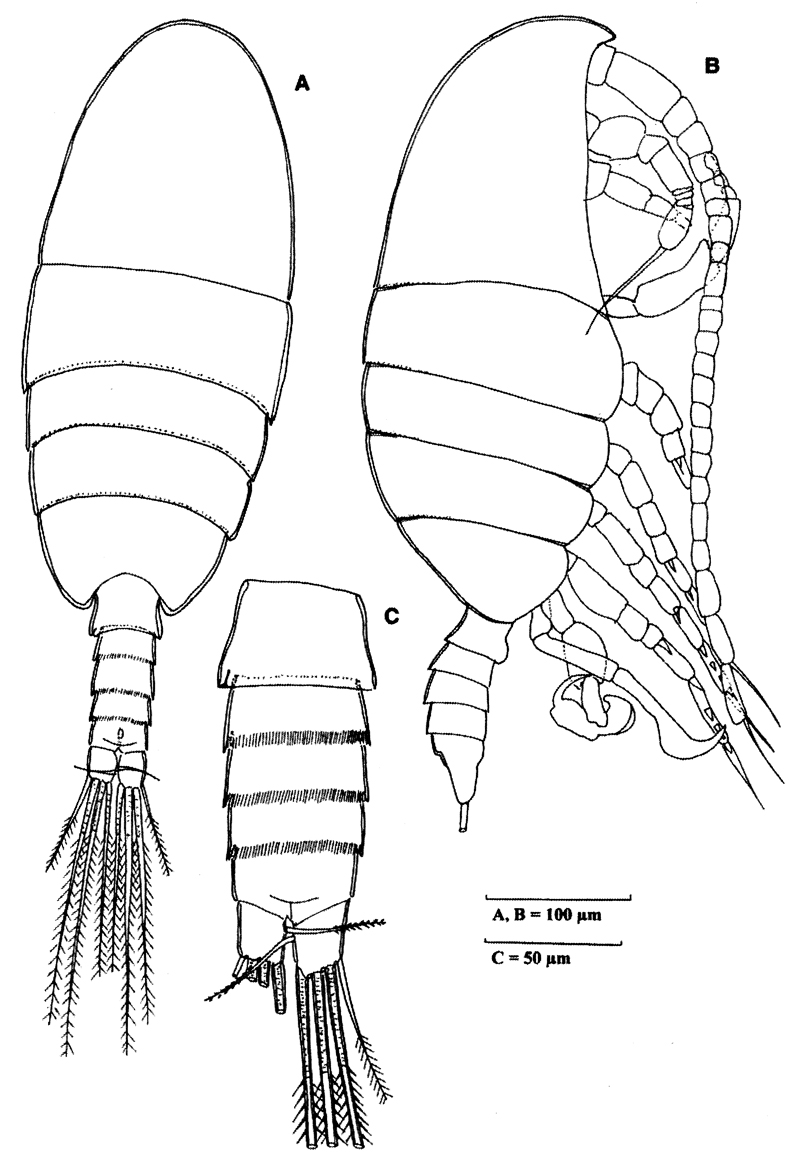 Species Stephos grievae - Plate 6 of morphological figures