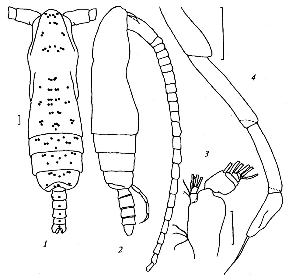 Espèce Subeucalanus subtenuis - Planche 23 de figures morphologiques