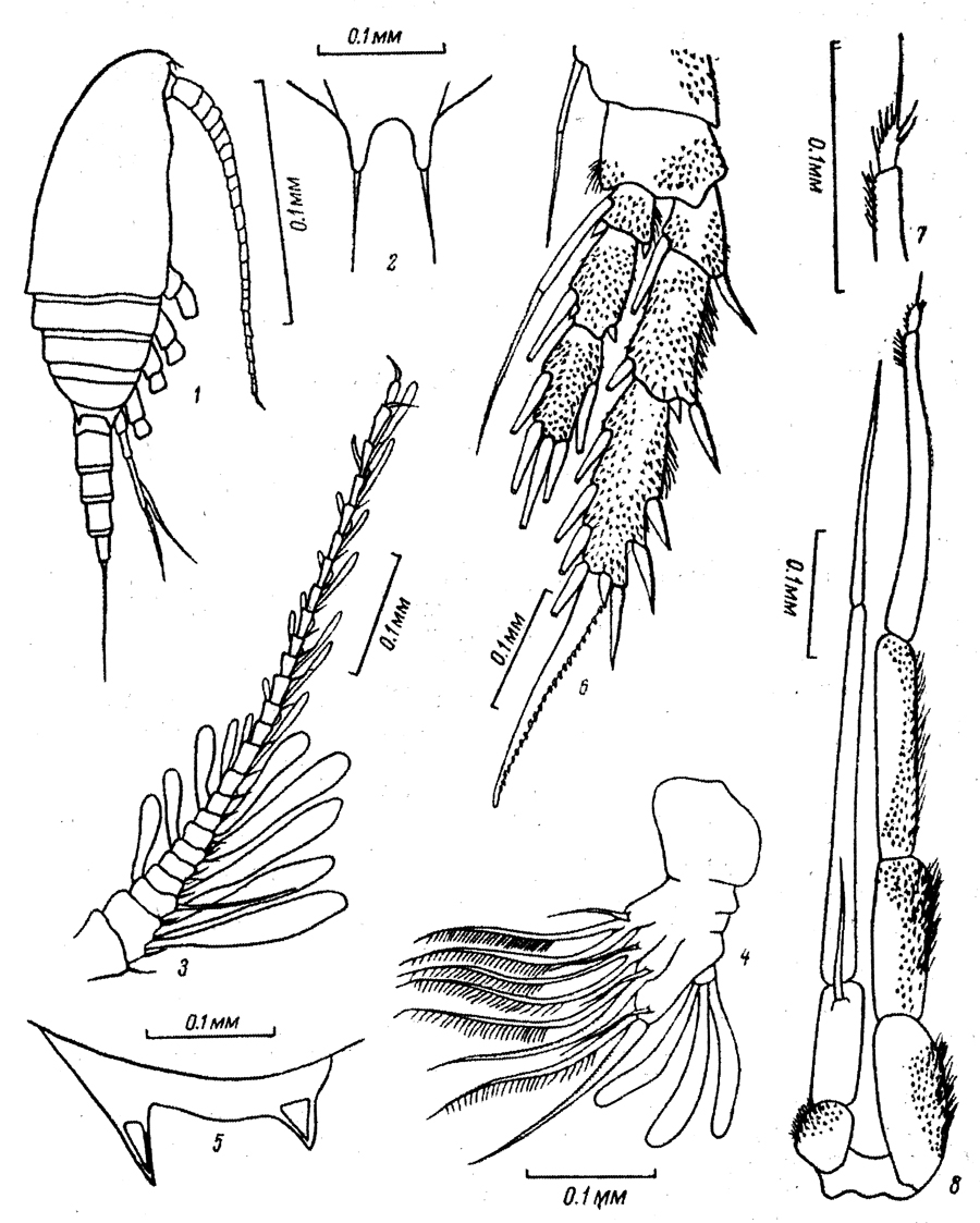 Espèce Neoscolecithrix farrani - Planche 6 de figures morphologiques