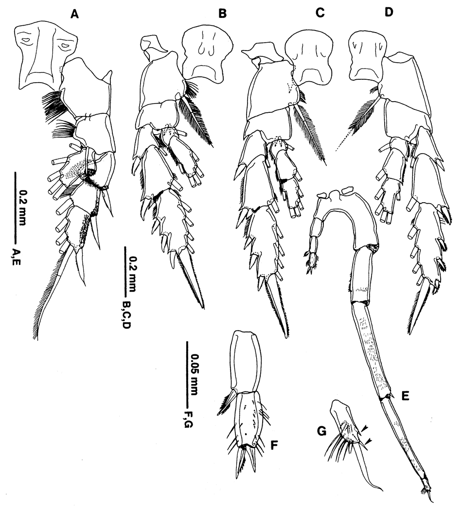 Species Neoscolecithrix japonica - Plate 5 of morphological figures